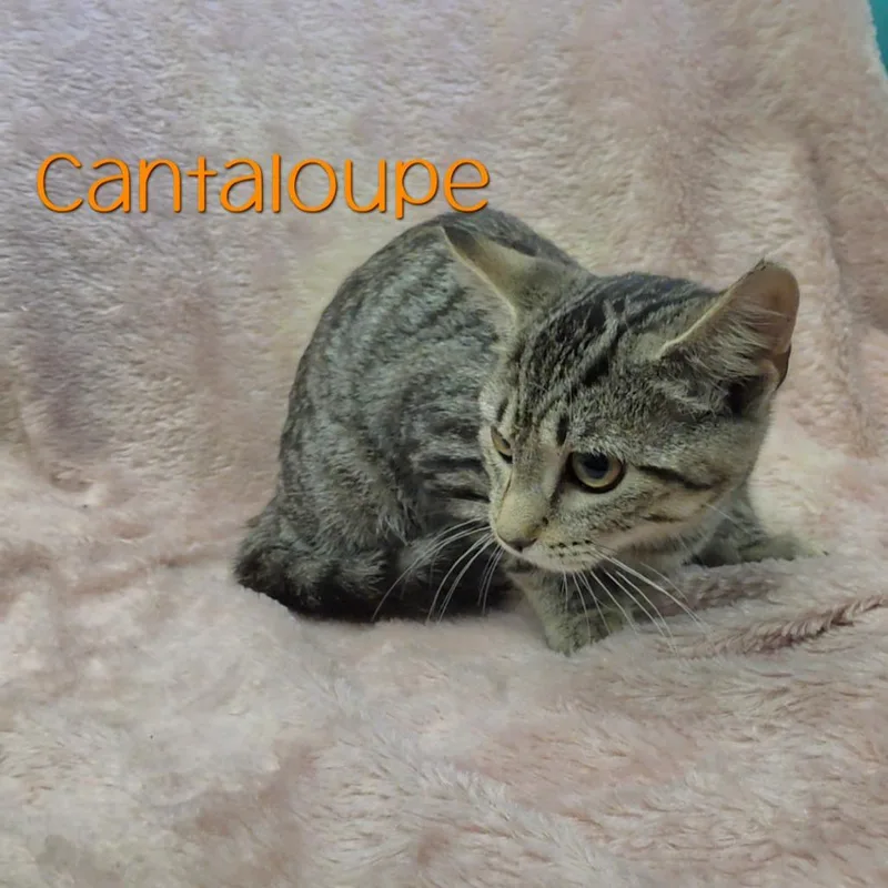 Cantaloupe