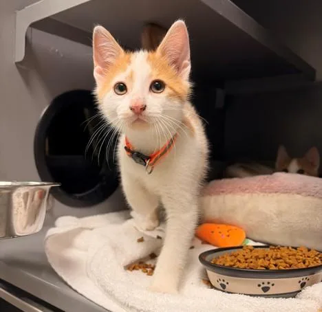 A baby small-sized male Domestic Short Hair cat named Phytoplankton for adoption in Leesburg, VA