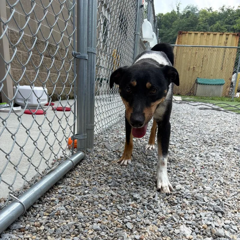 An adult medium-sized male Black Mixed Breed dog named Monday for adoption in Batavia, OH