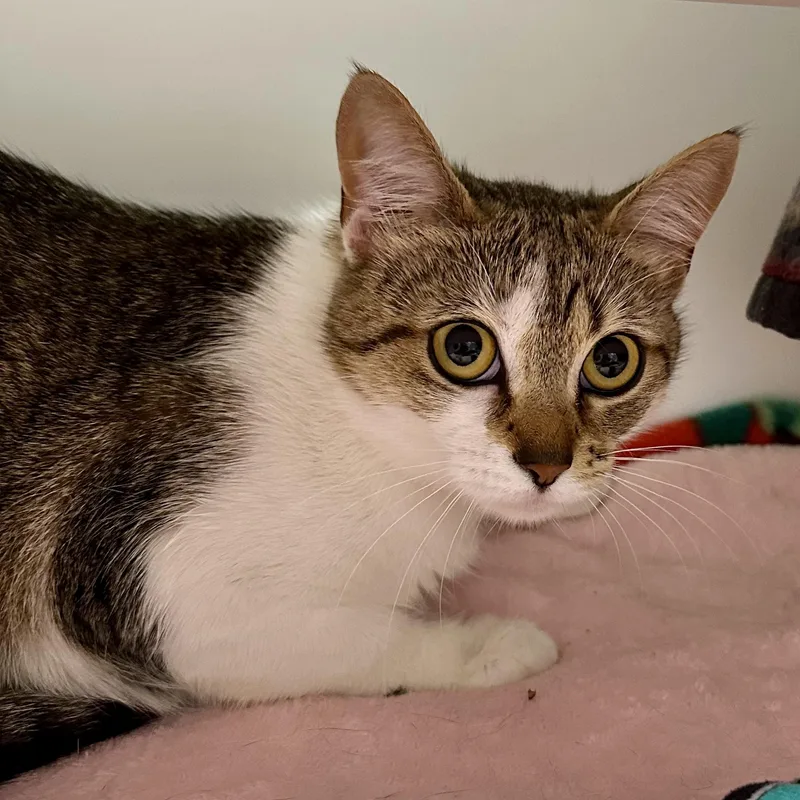 A young medium-sized female Domestic Short Hair cat named Hashbrown for adoption in Reisterstown, MD