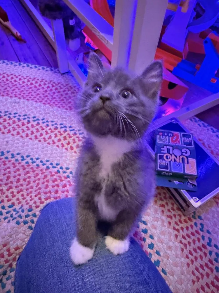 A baby small-sized male Gray & White Domestic Short Hair cat named Ramses for adoption in Poplar Grove, IL