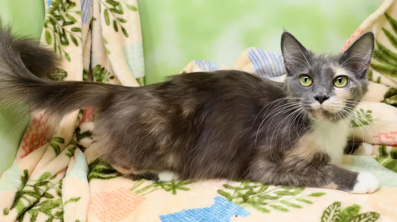 An adult medium-sized female Dilute Calico Domestic Medium Hair cat named Celeste for adoption in Tierra Verde, FL