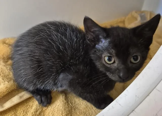 A baby small-sized male Domestic Long Hair cat named Timmy for adoption in Decatur, IL