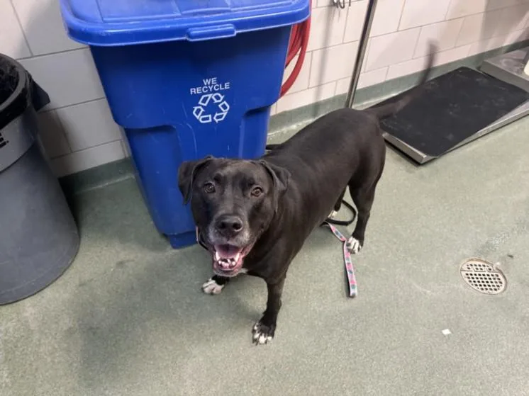 An adult large-sized female Mixed Breed dog named Delilah for adoption in Santa Fe, NM
