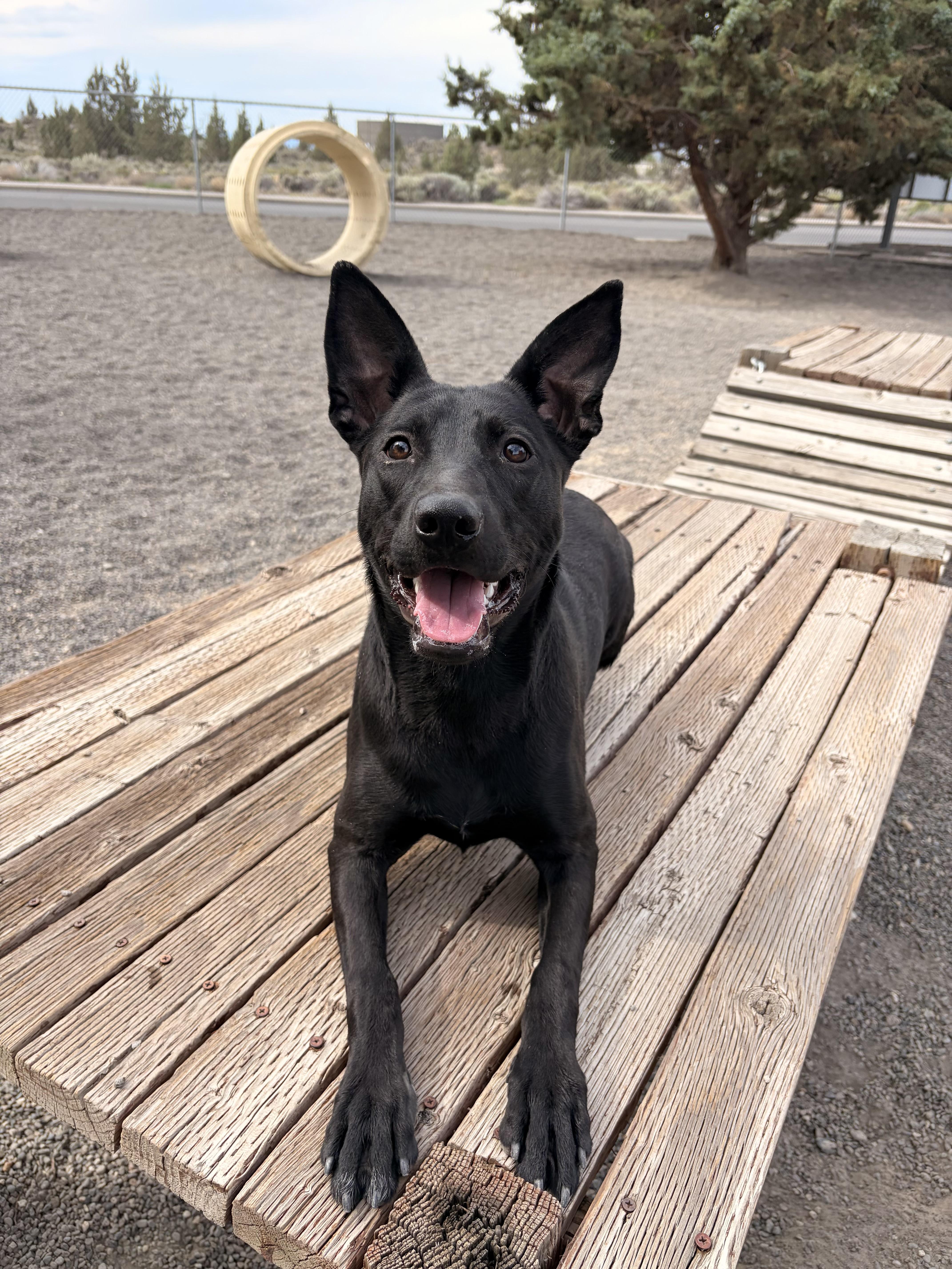 A young medium-sized female Belgian Shepherd / Malinois dog named Pudding for adoption in Redmond, OR