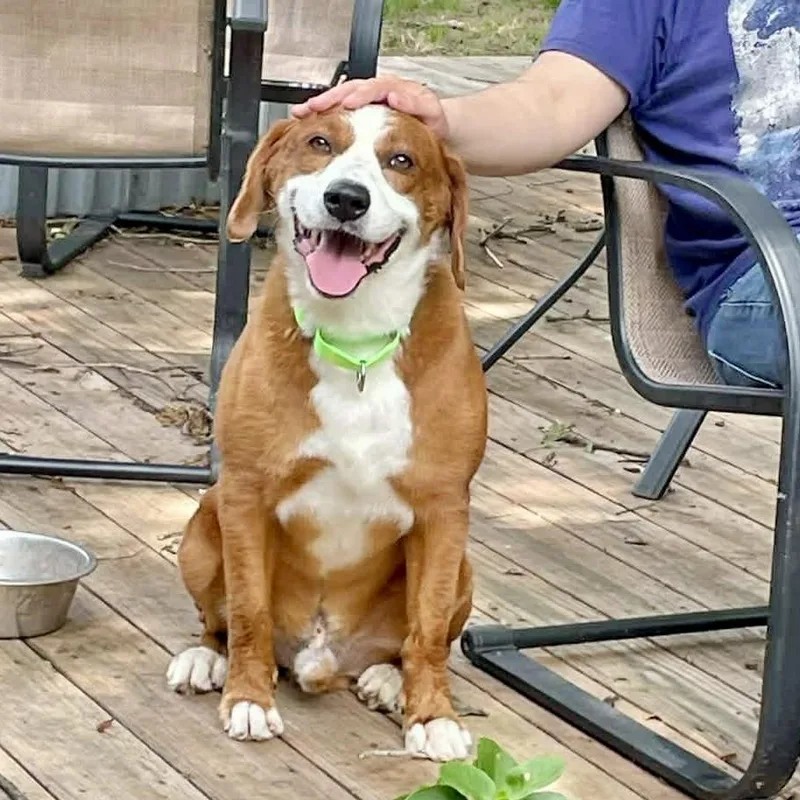 A senior large-sized male Red / Chestnut / Orange Labrador Retriever dog named Redley for adoption in Austin, TX