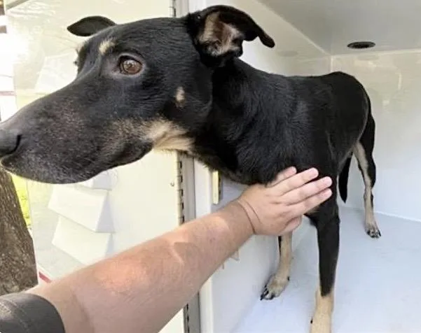 An adult large-sized male German Shepherd Dog dog named A for adoption in Houston, TX
