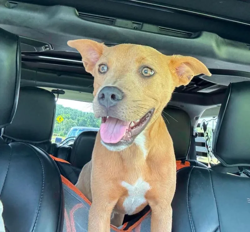 A young medium-sized male Staffordshire Bull Terrier dog named Deogee for adoption in Melbourne , FL