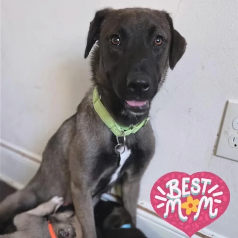 A young medium-sized female Black Belgian Shepherd / Malinois dog named Mama Bear for adoption in New Orleans, LA