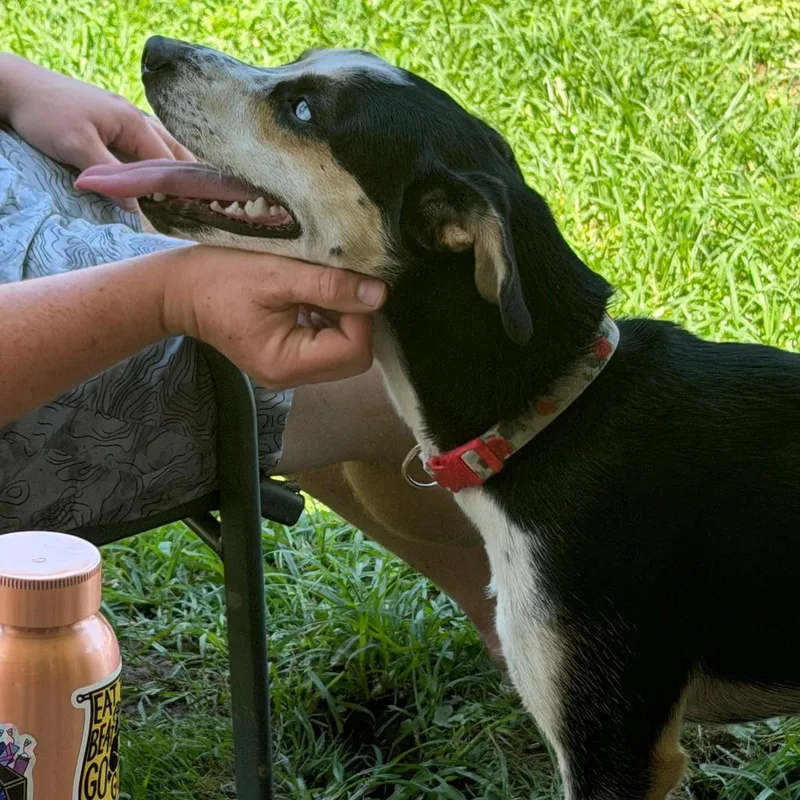 A young medium-sized female Black Husky dog named Minnie for adoption in Huntington, WV