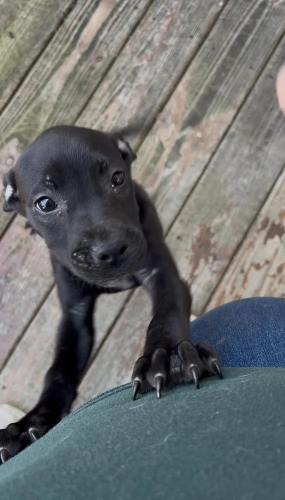 A baby medium-sized female Tricolor (Brown, Black, & White) Pit Bull Terrier dog named Saber for adoption in Evansville, IN
