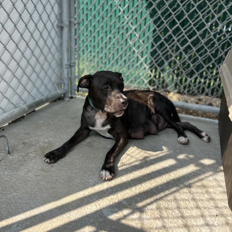 An adult large-sized female Black Mixed Breed dog named SheRock for adoption in Mount Gilead, NC