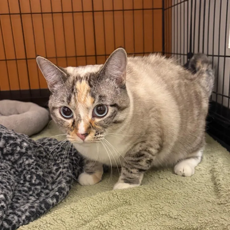 A young large-sized female Gray / Blue / Silver Domestic Short Hair cat named Gravy for adoption in Rifle, CO