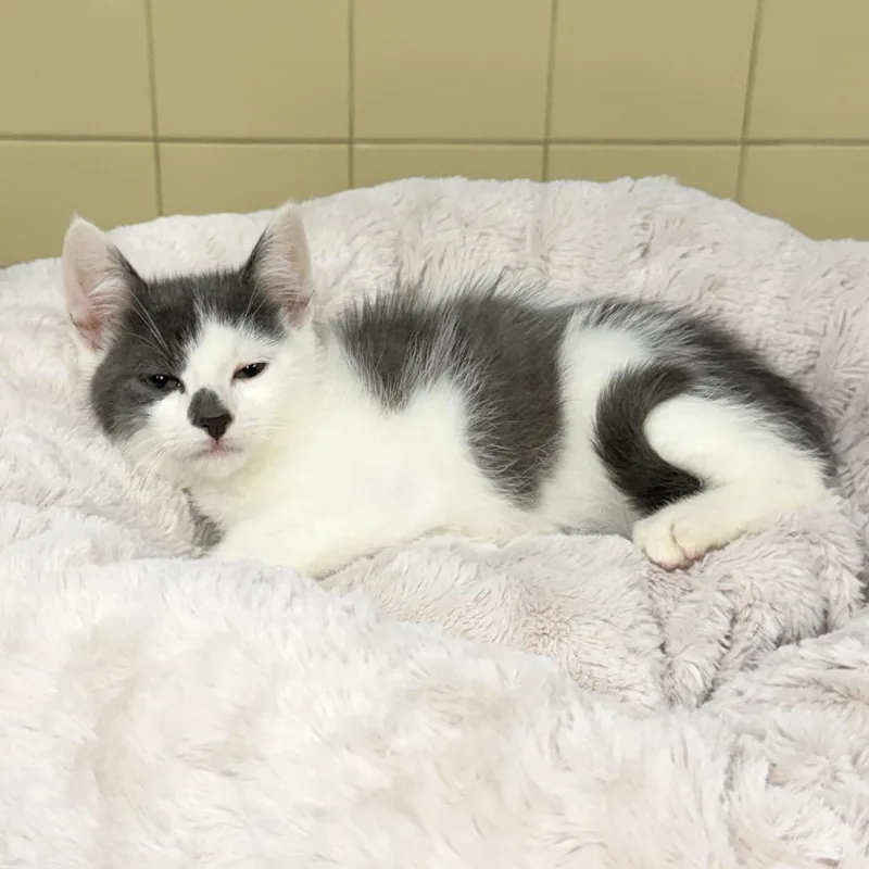 A baby small-sized male Gray / Blue / Silver Domestic Short Hair cat named Koala for adoption in East Hampton, NY