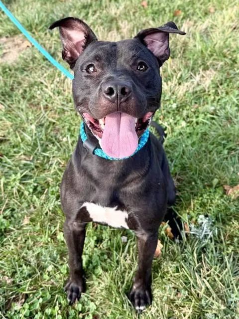 A young medium-sized male Terrier dog named David for adoption in Olivette, MO