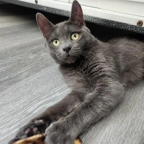 A young medium-sized male Gray / Blue / Silver Domestic Short Hair cat named Dudley for adoption in Talent, OR