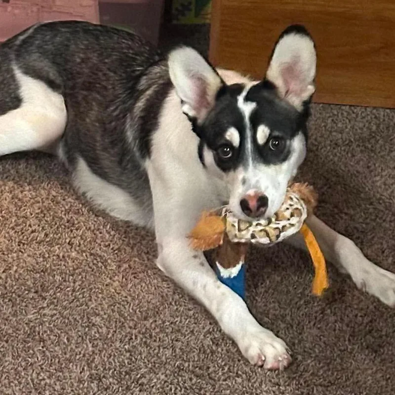 A young medium-sized female White / Cream Mixed Breed dog named Bramble for adoption in Buffalo, MN