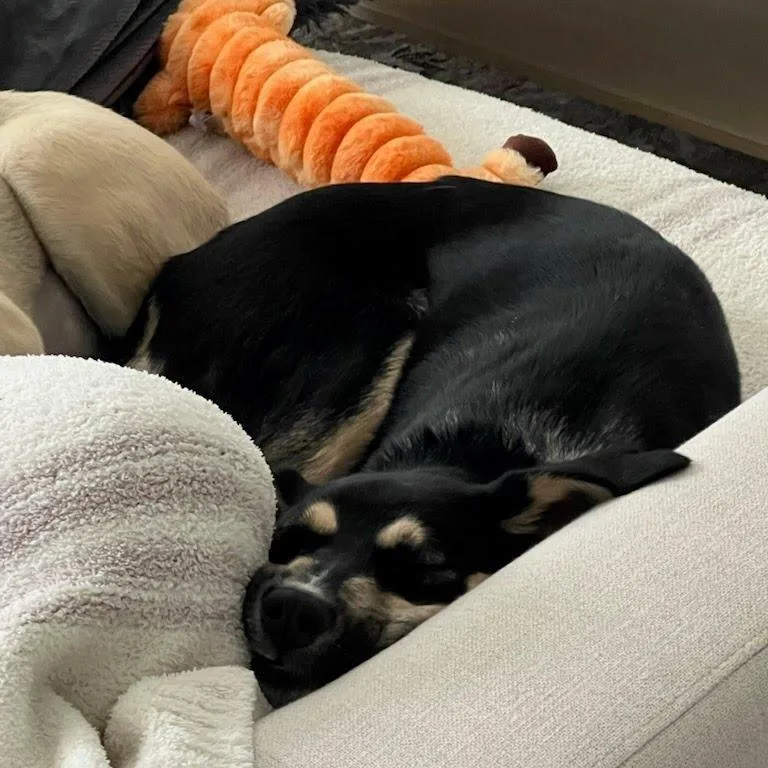 A young medium-sized female Black Shepherd dog named Sadie for adoption in Austin, TX