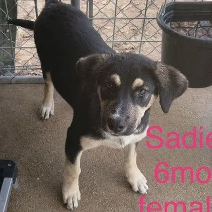 Sadie thumbnail 4