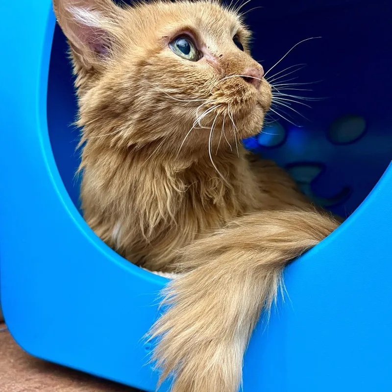 A senior medium-sized male Domestic Medium Hair cat named Tigger for adoption in Glenwood Springs, CO