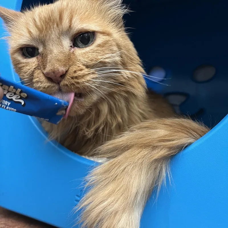 Tigger thumbnail 2