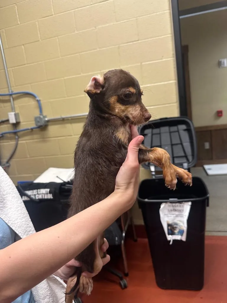 A baby small-sized female Chihuahua dog named Brownie for adoption in Douglasville, GA