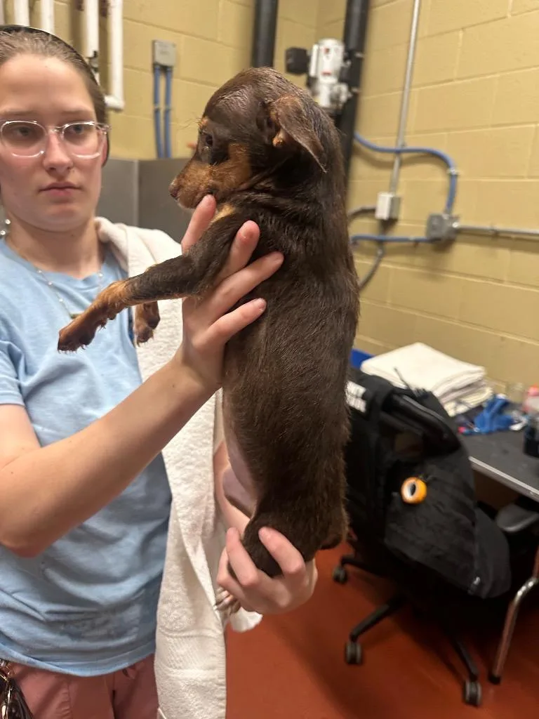 Brownie thumbnail 2