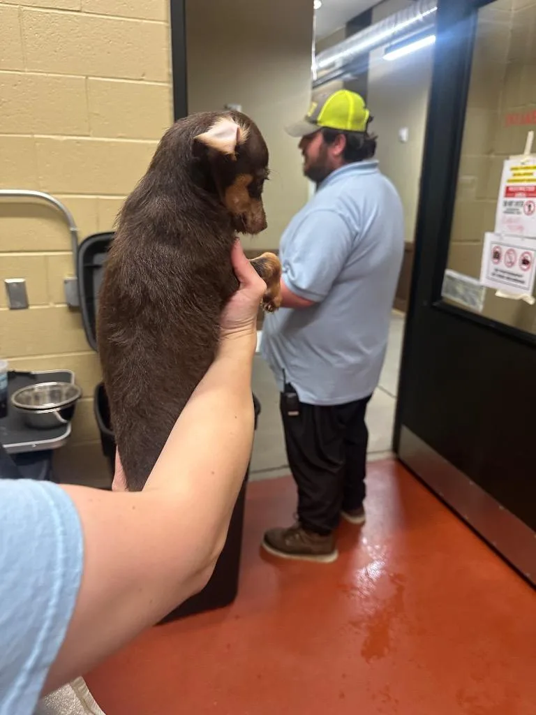 Brownie thumbnail 6