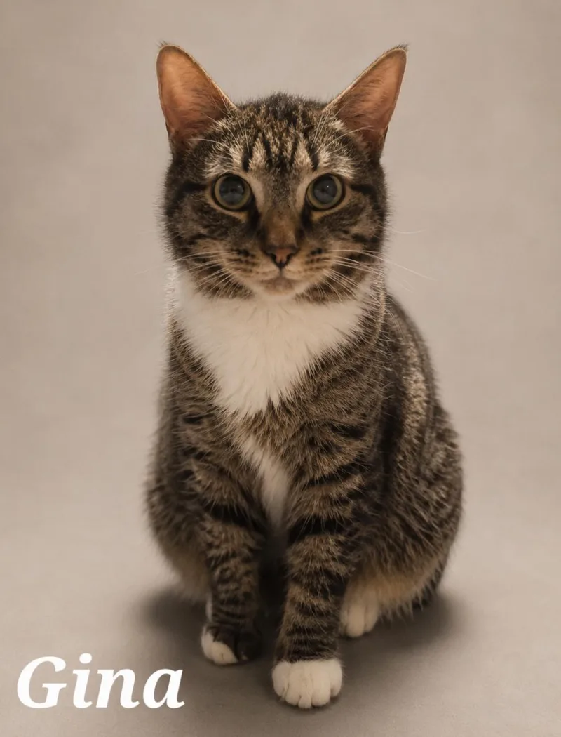 A young medium-sized female Tabby (Brown / Chocolate) Tabby cat named Gina for adoption in Monroeville, PA