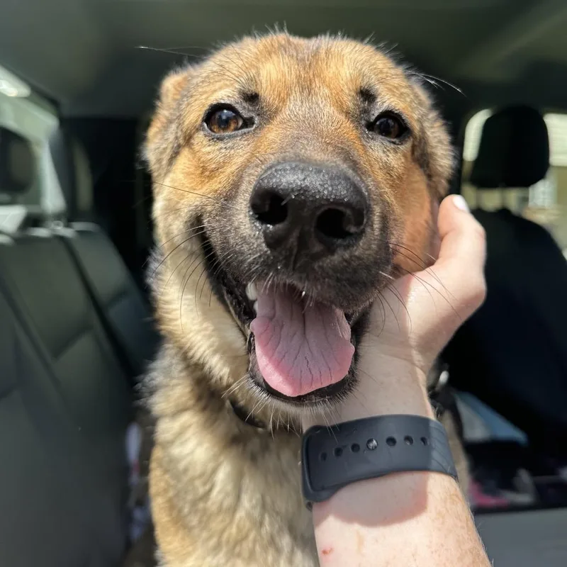 A young medium-sized female Yellow / Tan / Blond / Fawn German Shepherd Dog dog named Teva for adoption in Birmingham, AL