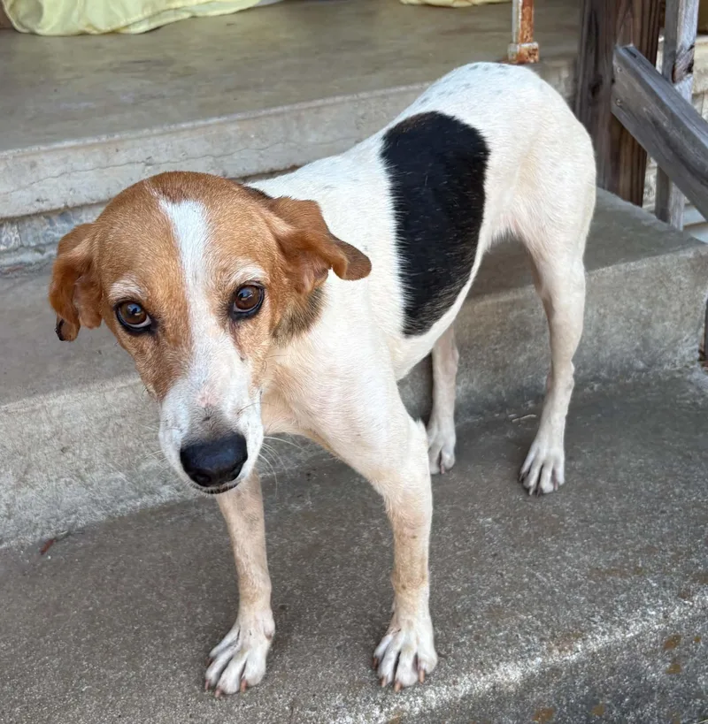 An adult medium-sized female Beagle dog named Harriet for adoption in Zimmerman, MN