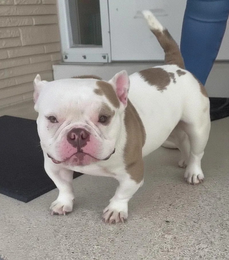An adult small-sized male Merle (Red) American Bully dog named Dennis The Menace for adoption in Fredericksburg, VA
