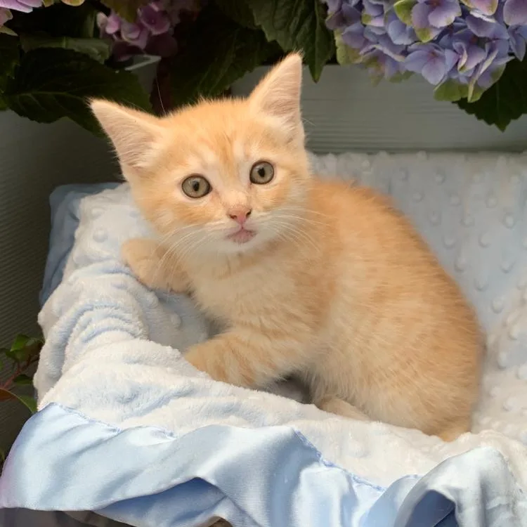 A baby small-sized male Buff / Tan / Fawn Domestic Short Hair cat named Andy for adoption in Tustin, CA