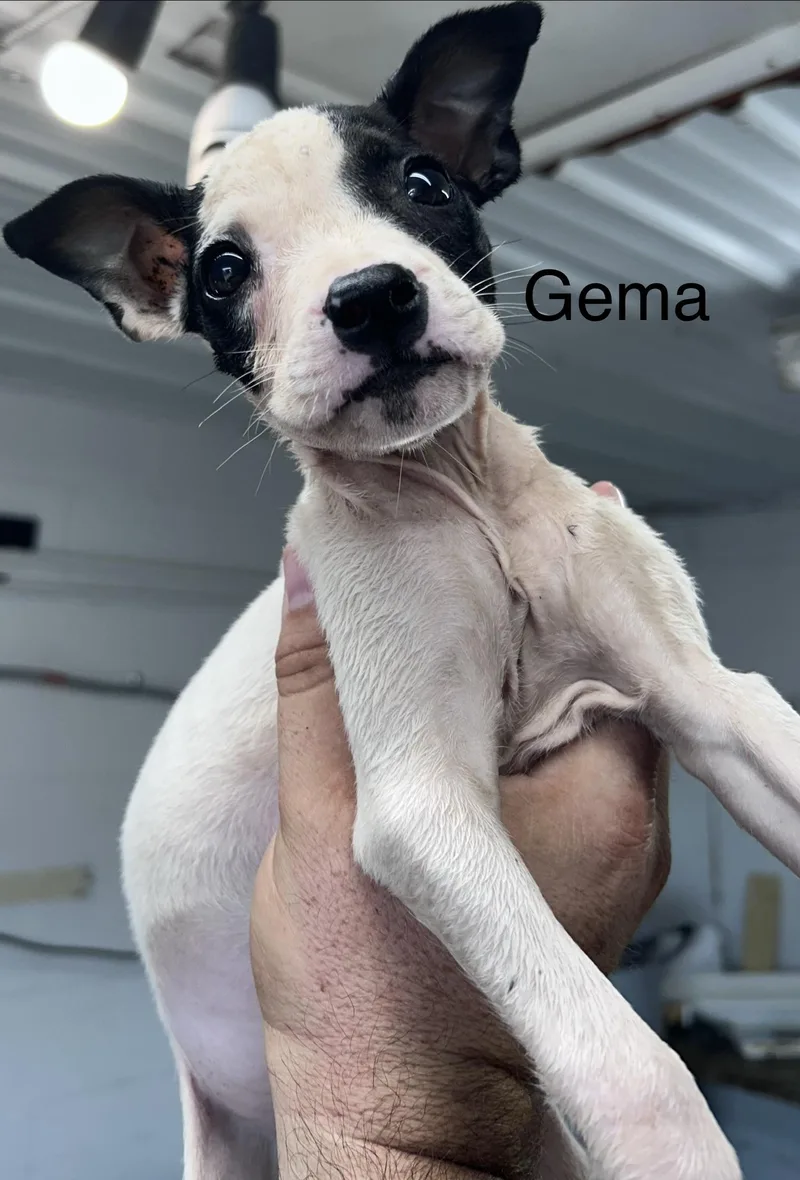 Gemma