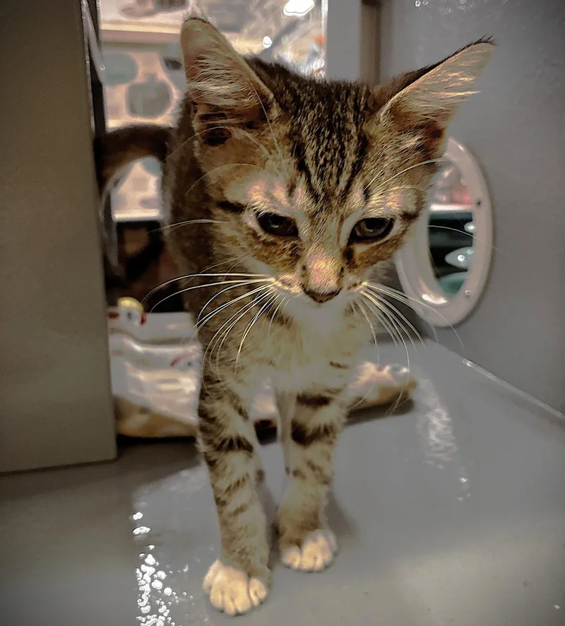 A baby medium-sized male Tabby cat named Thor for adoption in Fort Myers, FL