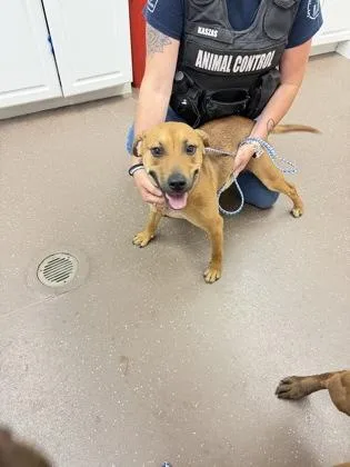 An adult medium-sized female Mixed Breed dog named Cookie for adoption in South Bend, IN
