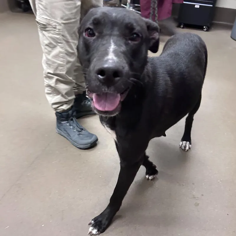 An adult large-sized female Black Mixed Breed dog named Sage for adoption in Asheville, NC