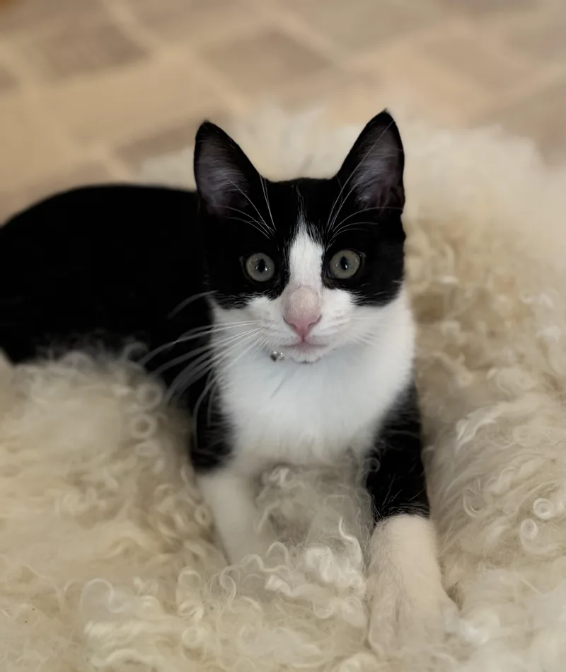 A baby medium-sized female Black & White / Tuxedo Domestic Short Hair cat named Lily and Alie for adoption in Clayton, NJ