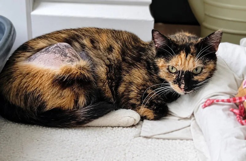 An adult medium-sized female Domestic Short Hair cat named Annalise Years for adoption in Sterling, MA