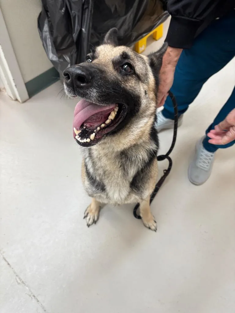 A young medium-sized female German Shepherd Dog dog named Inga for adoption in Findlay, OH