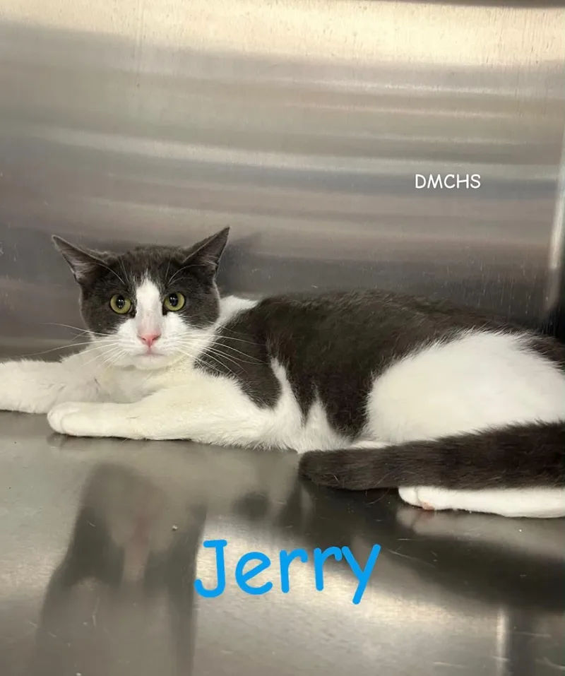 Jerry thumbnail 2