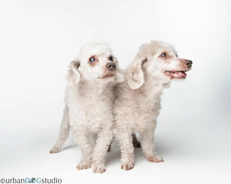 A senior small-sized female Pekingese dog named Bonded Pair Hazel for adoption in Tampa, FL