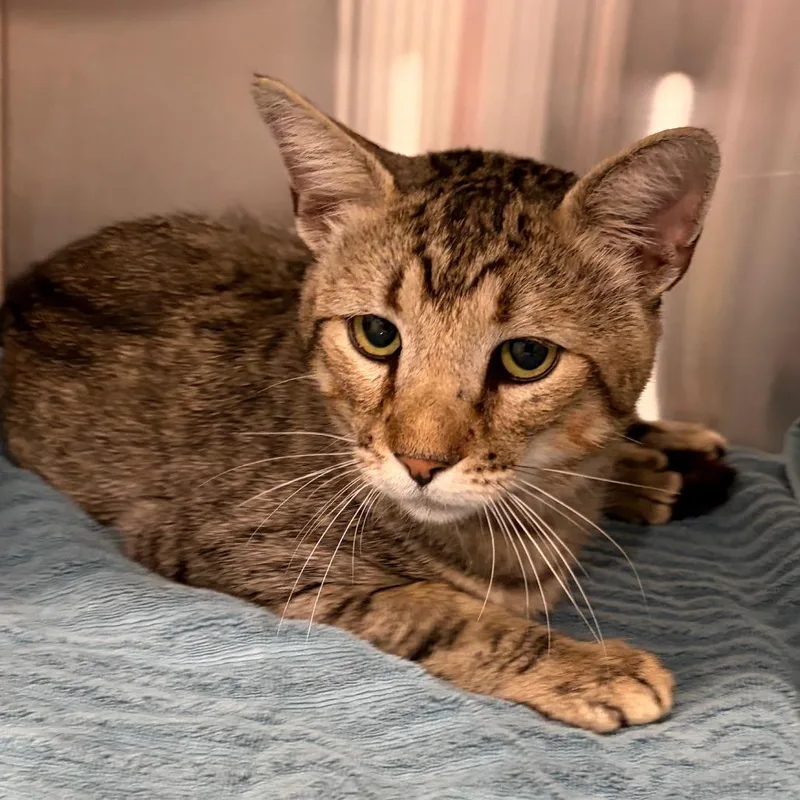 An adult medium-sized male Brown / Chocolate Domestic Short Hair cat named Dandy Lion for adoption in Scituate, MA
