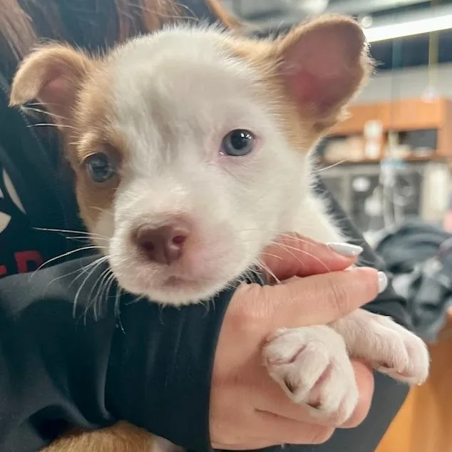 A baby small-sized female White / Cream Mixed Breed dog named Hickory for adoption in Marshall, VA