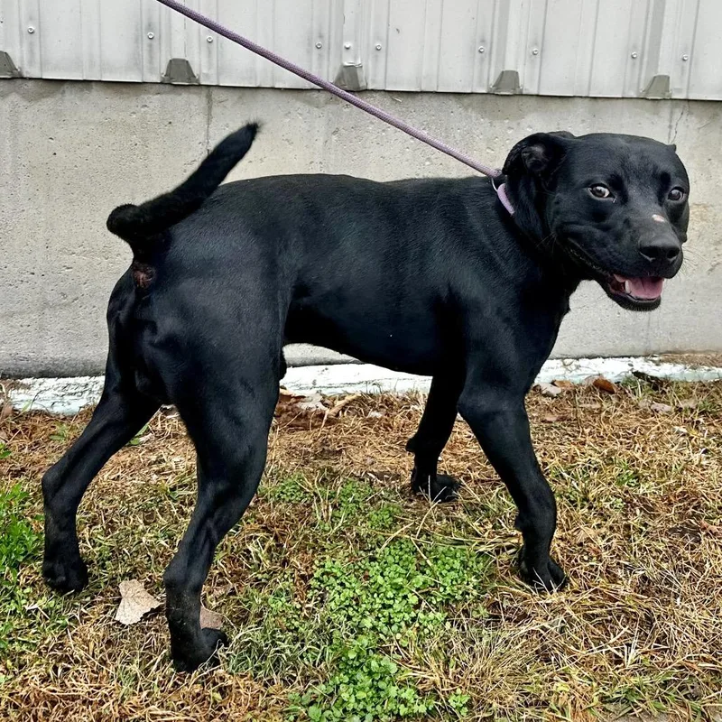 Boss Hogg thumbnail 2