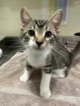 A young medium-sized female Tabby (Brown / Chocolate) Domestic Short Hair cat named Toucan for adoption in Manitowoc, WI