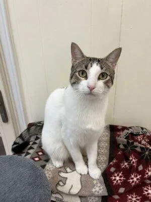A young medium-sized male Tabby (Buff / Tan / Fawn) Domestic Short Hair cat named Chester for adoption in Baton Rouge, LA