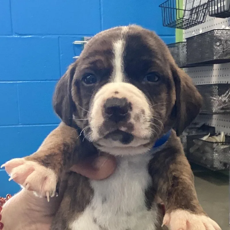 A baby small-sized male Brindle Chocolate Labrador Retriever dog named Zack for adoption in Montgomery, AL