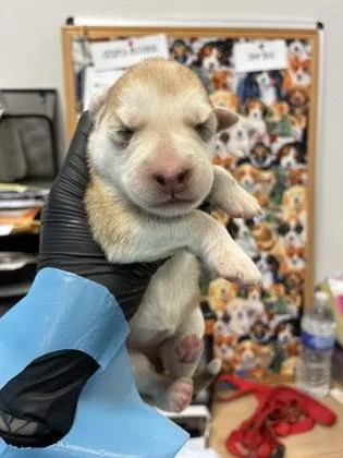 A baby small-sized female Shepherd dog named Versace for adoption in Fresno, CA