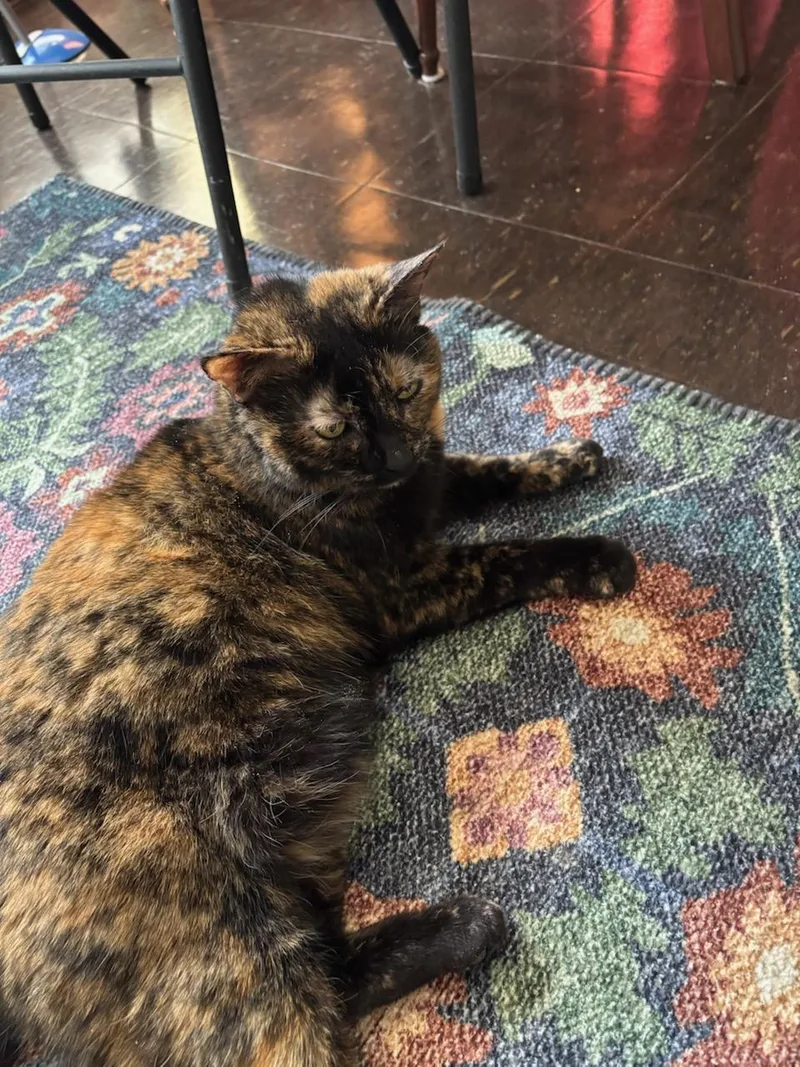 A young medium-sized female Domestic Short Hair cat named Goldilocks for adoption in Melrose, MA